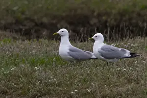 Seabird Prints: Common Gull pair in breeding plumage on Havergate Island Suffolk