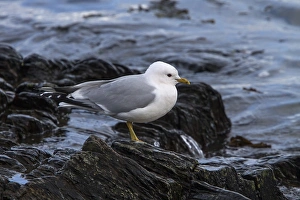 Gulls Prints: Common Gull on the sea shore. Isle of Jura Scotland