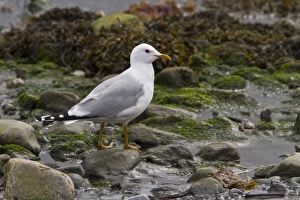 Ggull Prints: Common Gull on sea shore, Jura, Scotland