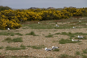 Seabird Prints: Common Gulls nesting on Havergate Island Suffolk
