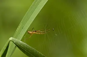 Webs Prints: Common Hammock-weaver (Linyphia triangularis) adult, resting on web, England, September