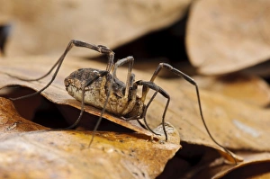 Common Harvestman (Paroligolophus agrestis) adult, amongst leaf litter on woodland floor, Bostall Woods