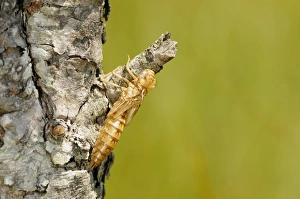 Larval Prints: Common Hawker (Aeshna juncea) exuvium, shedded nymphal skin, Italian Alps, Italy, july