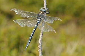 Odonata Prints: Common Hawker (Aeshna juncea) mature adult male