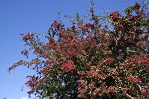 Hedge Row Prints: Common Hawthorn berries
