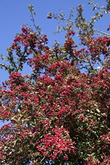 Common Hawthorn berries