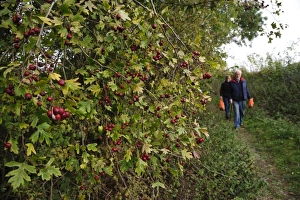 Walk Prints: Common Hawthorn (Crataegus monogyna) berries