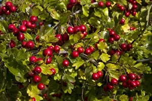 Common Hawthorn (Crataegus monogyna) close-up of berries, England, october