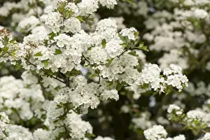 Deciduous Prints: Common Hawthorn (Crataegus monogyna) close-up of flowers, England, May