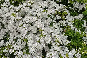 Common Hawthorn (Crataegus monogyna) close-up of flowers, Kithurst Hill, West Sussex, England