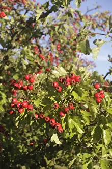 Common Hawthorn (Crataegus monogyna) close-up of leaves and berries, growing in hedgerow, West Yorkshire, England