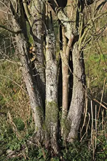 Common Hawthorn (Crataegus monogyna) close-up of trunk with multiple stems, growing in wet woodland