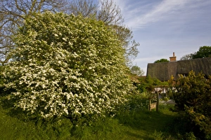 Blossom Prints: Common Hawthorn (Crataegus monogyna) flowering