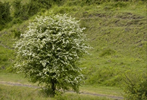 Common Hawthorn (Crataegus monogyna) habit, flowering, growing along old railway line