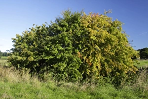 Common Hawthorn (Crataegus monogyna) habit, with leaves partially changed to autumn colour, West Yorkshire, England