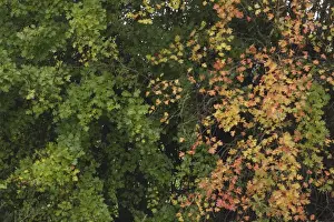 Common Hawthorn (Crataegus monogyna) leaves in partial autumn colour, West Yorkshire, England, October