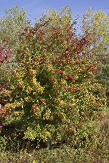 Hedge Row Prints: Common Hawthorn in early autumn