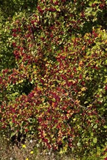 Hedge Row Prints: Common Hawthorn in early autumn, lots of berries