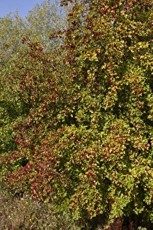 Common Hawthorn in early autumn, lots of berries