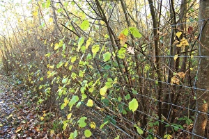 Common Hazel (Corylus avellana) coppiced ancient woodland habitat with wire fencing as protection from browsing deer
