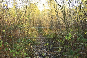 Common Hazel (Corylus avellana) coppiced ancient woodland habitat with wire fencing as protection from browsing deer