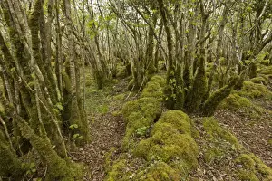 Common Hazel (Corylus avellana) ancient coppice woodland on limestone pavement, Burren N. P