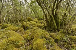 Common Hazel (Corylus avellana) ancient coppice woodland on limestone pavement, Burren N. P