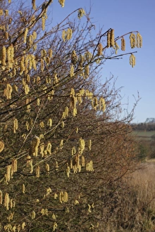 Deciduous Prints: Common Hazel (Corylus avellana) catkins