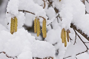 Common Hazel (Corylus avellana) close-up of catkins, covered with snow, Picos de Europa, Cantabrian Mountains, Spain