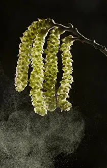 Cobnut Prints: Common Hazel (Corylus avellana) close-up of catkins in early spring
