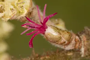 Common Hazel (Corylus avellana) close-up of female flower with red stigmas and male catkin, Dorset, England, february