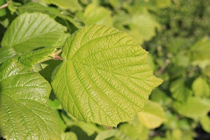 Cobnuts Prints: Common Hazel (Corylus avellana) close-up of leaf