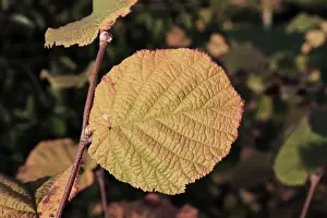 Common Hazel (Corylus avellana) close-up of leaf in autumn colour, growing in woodland, Vicarage Plantation