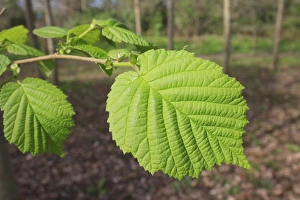 Common Hazel (Corylus avellana) close-up of leaves, growing in woodland, Vicarage Plantation, Mendlesham, Suffolk