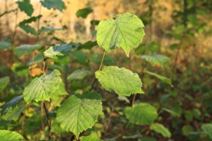 Cobnuts Prints: Common Hazel (Corylus avellana) close-up of leaves