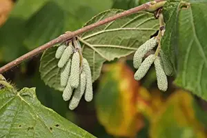 Common Hazel (Corylus avellana) close-up of male catkins, growing in woodland, Vicarage Plantation, Mendlesham