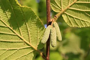 Common Hazel (Corylus avellana) close-up of male catkins, growing in woodland, Vicarage Plantation, Mendlesham