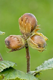 Deciduous Prints: Common Hazel (Corylus avellana) close-up of nuts, Dorset, England, September