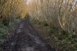 Track Prints: Common Hazel (Corylus avellana) coppice