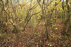 Common Hazel (Corylus avellana) coppiced ancient woodland habitat, Wolves Wood RSPB Reserve, Hadleigh, Suffolk