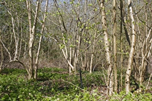 Cobnuts Prints: Common Hazel (Corylus avellana) coppiced woodland, Barking Tye, Suffolk, England, april
