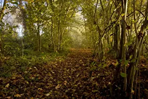 Pathway Prints: Common Hazel (Corylus avellana) coppiced woodland habitat with pathway in mist