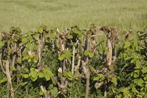 Common Hazel (Corylus avellana) growing in cut hedgerow at edge of Barley (Hordeum vulgare) field, Thorner