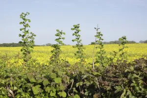 Growth Prints: Common Hazel (Corylus avellana) growing in hedgerow at edge of Oilseed Rape (Brassica napus) field