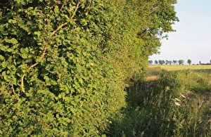 Cobnuts Prints: Common Hazel (Corylus avellana) habit