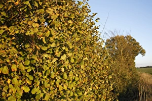 Common Hazel (Corylus avellana) habit, growing in hedgerow at edge of farmland, in evening sunshine, Bacton, Suffolk