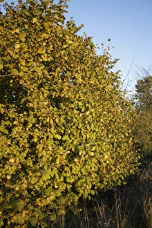 Common Hazel (Corylus avellana) habit, growing in hedgerow at edge of farmland, in evening sunshine, Bacton, Suffolk