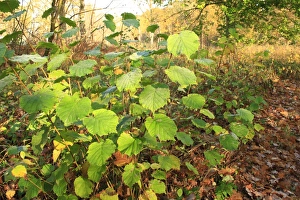 Common Hazel (Corylus avellana) habit, growing in ancient woodland, Wolves Wood RSPB Reserve, Hadleigh, Suffolk