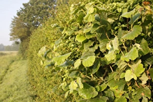 Cobnuts Prints: Common Hazel (Corylus avellana) leaves