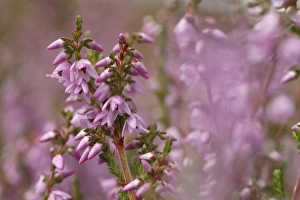 Heathland Prints: Common Heather (Calluna vulgaris) flowering, Powys, Wales, august